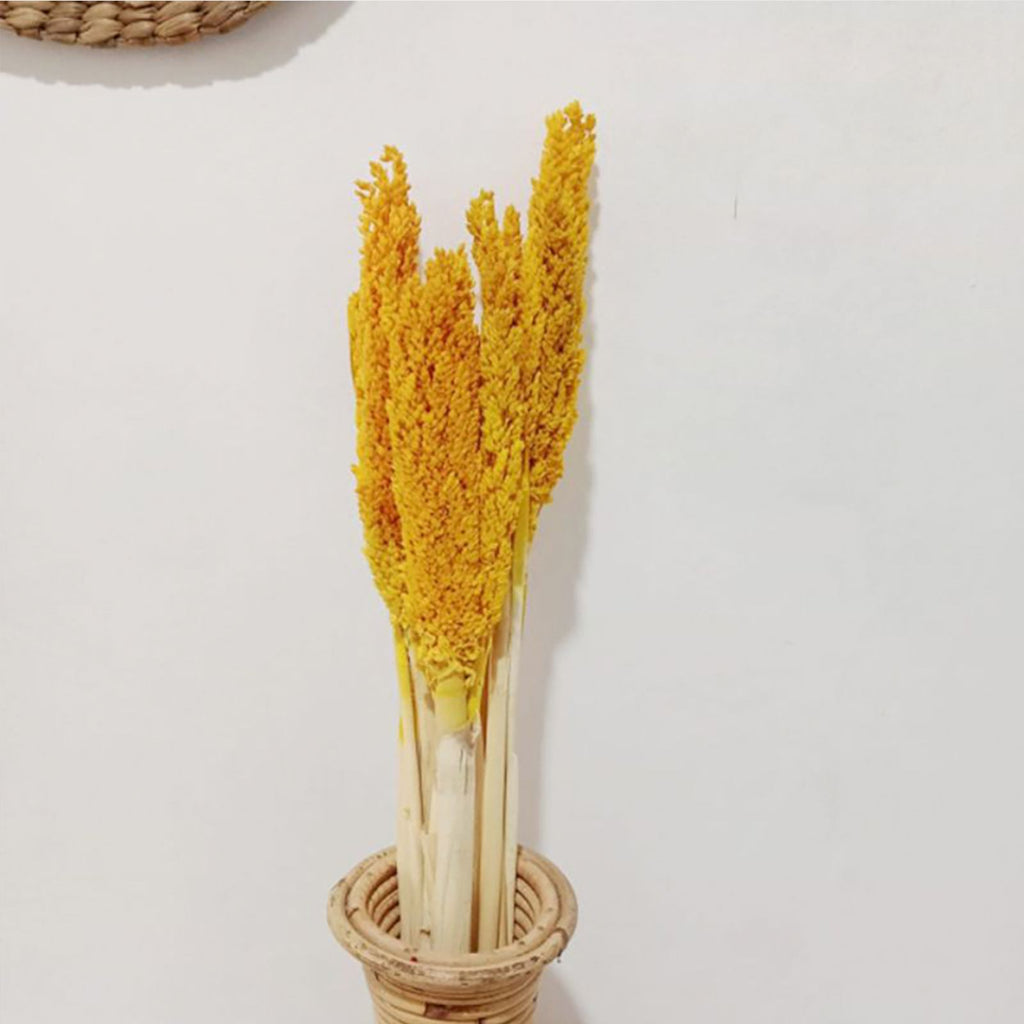 Cantal Grass Bunch - Amber (Set of 6)
