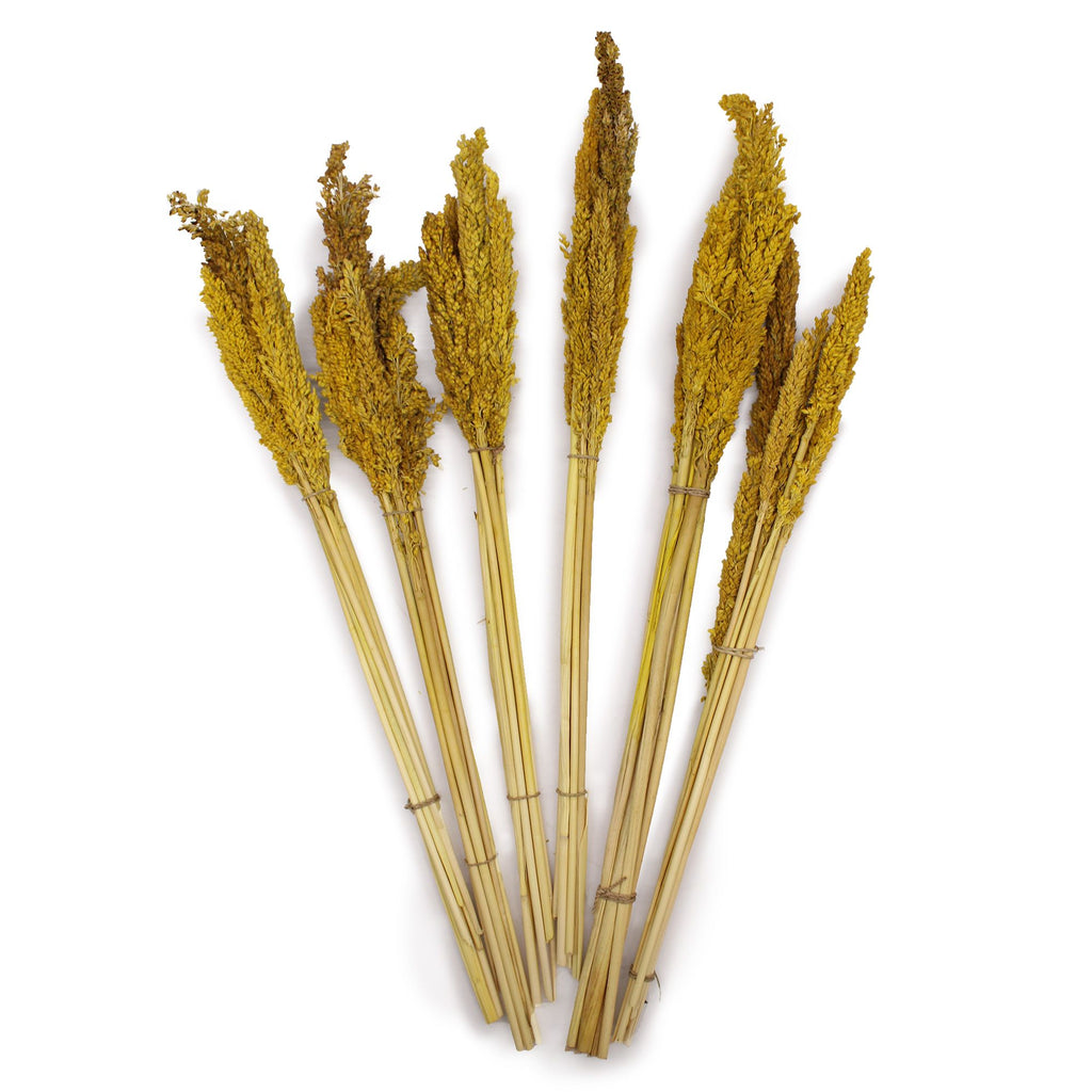 Cantal Grass Bunch - Amber (Set of 6) – view 4