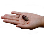One Inch Shiva Lingam Stones - Set of 3 – view 2
