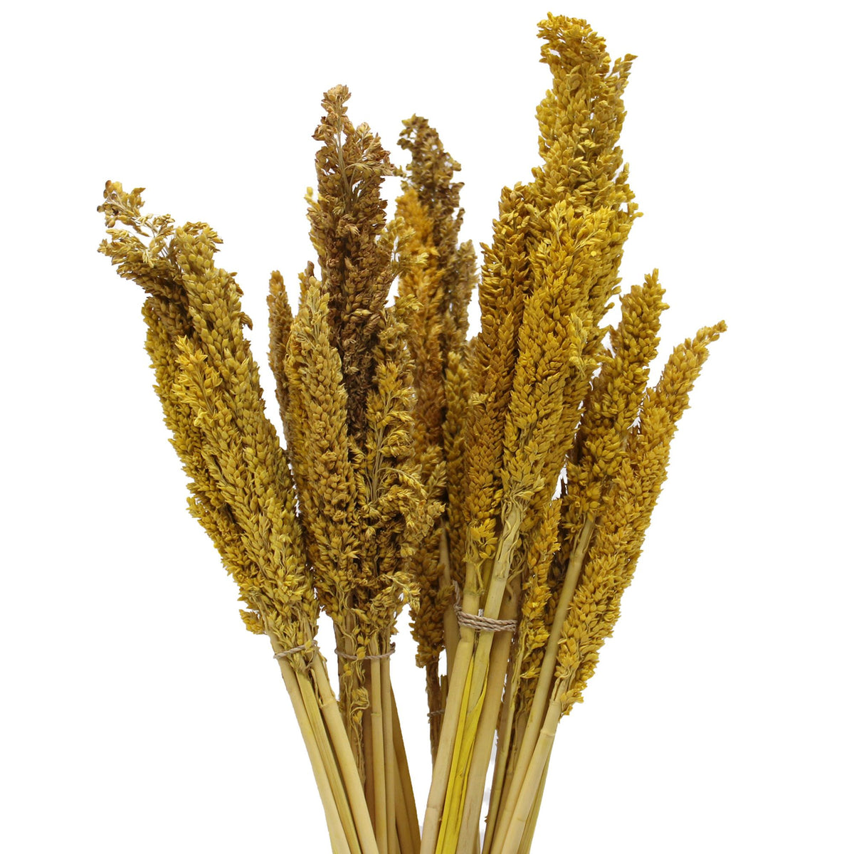 Cantal Grass Bunch - Amber (Set of 6) – view 6