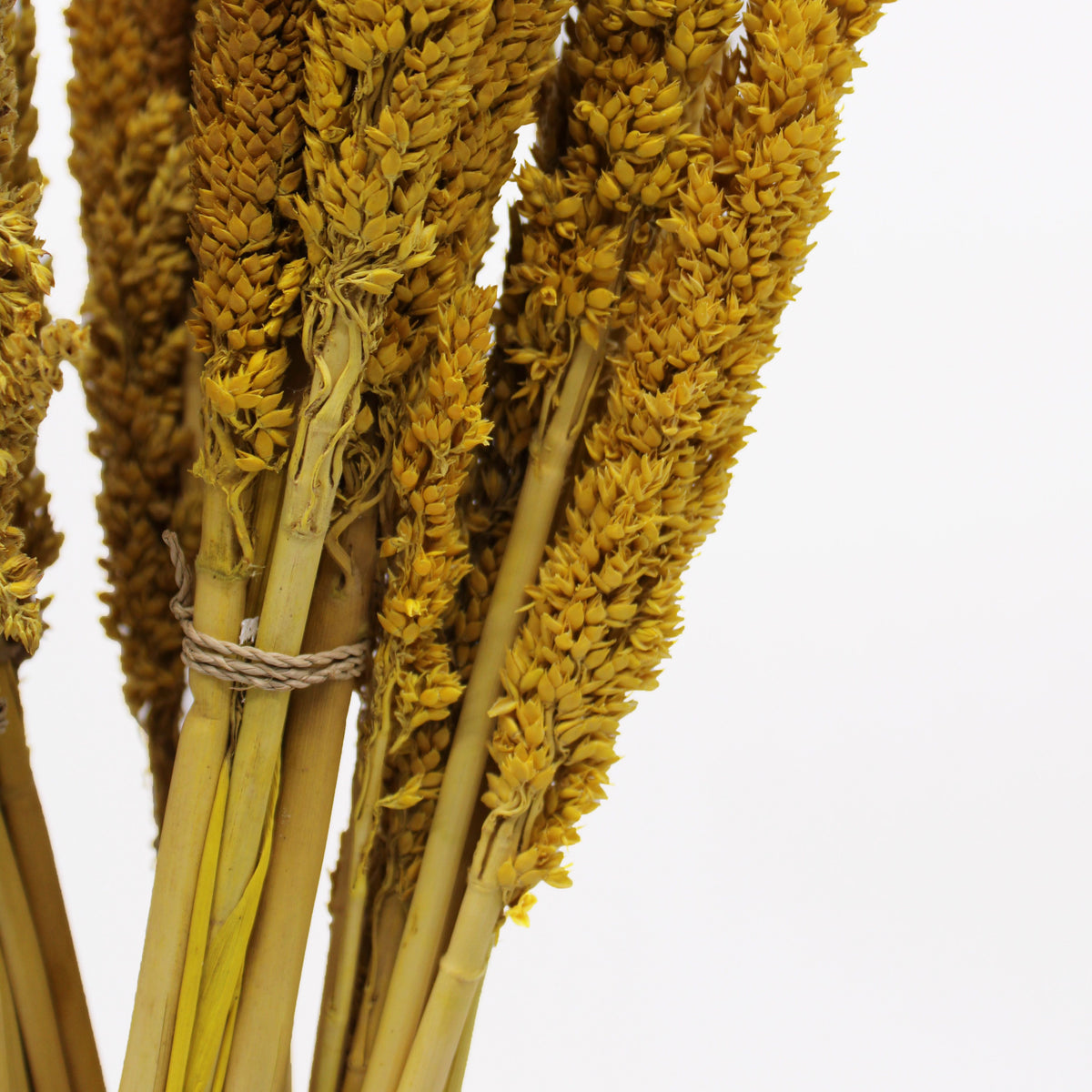 Cantal Grass Bunch - Amber (Set of 6) – view 2