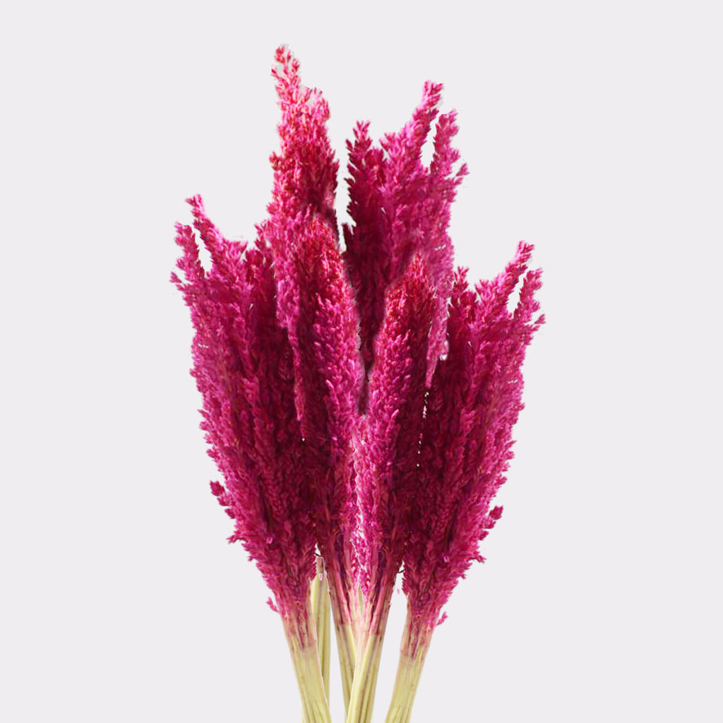Cantal Grass Bunch - Pink (Set of 6)