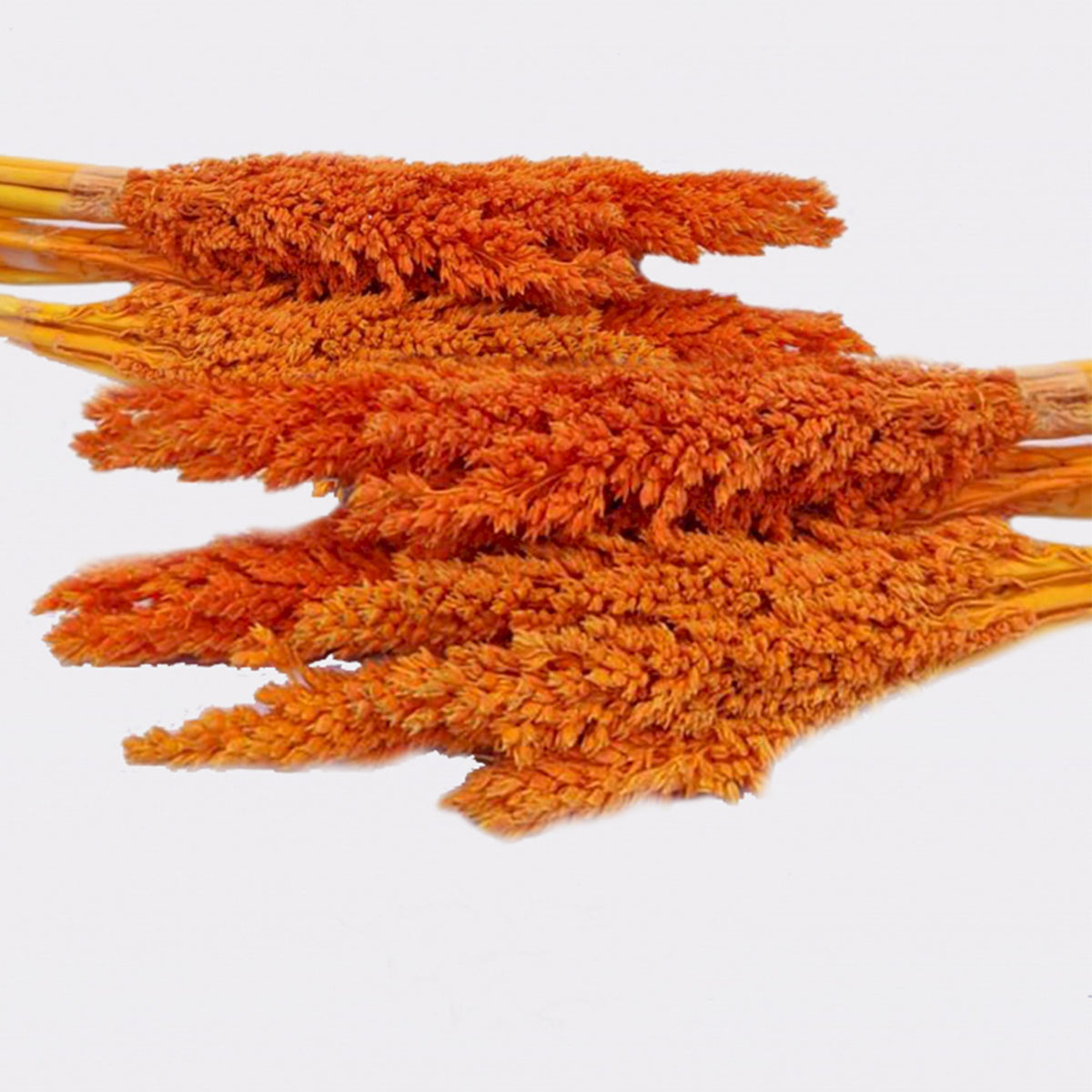 Cantal Grass Bunch - Orange (Set of 6) – view 3