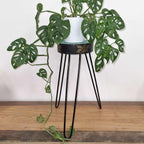 Albasia Wood Plant Stand - Turquoise & Gold Detail – view 4