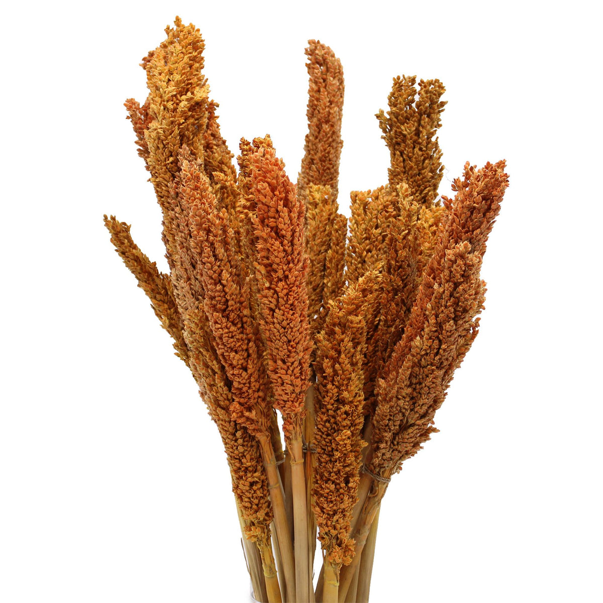 Cantal Grass Bunch - Orange (Set of 6) – view 4