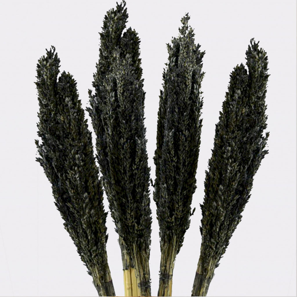 Cantal Grass Bunch - Black (Set of 6) – view 6