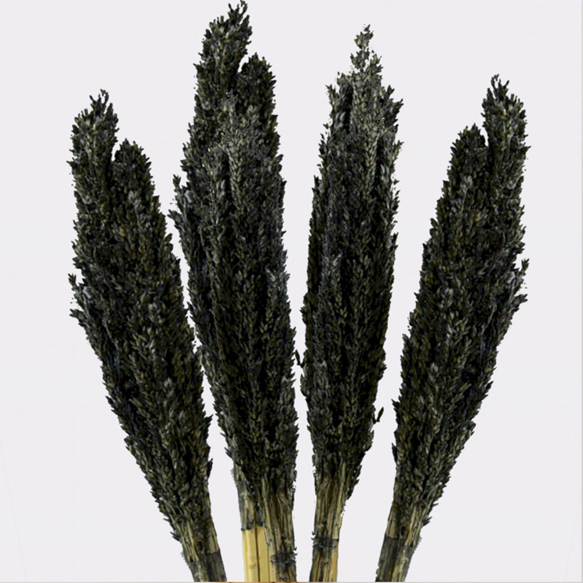 Cantal Grass Bunch - Black (Set of 6) – view 6