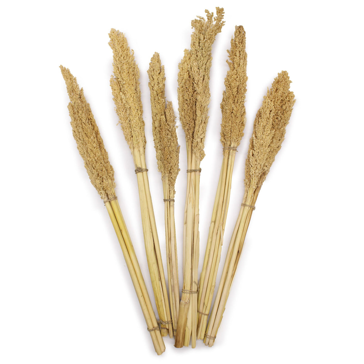Cantal Grass Bunch - Natural (Set of 6) – view 4