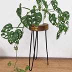 Albasia Wood Plant Stand - Natural & Gold Detail – view 4