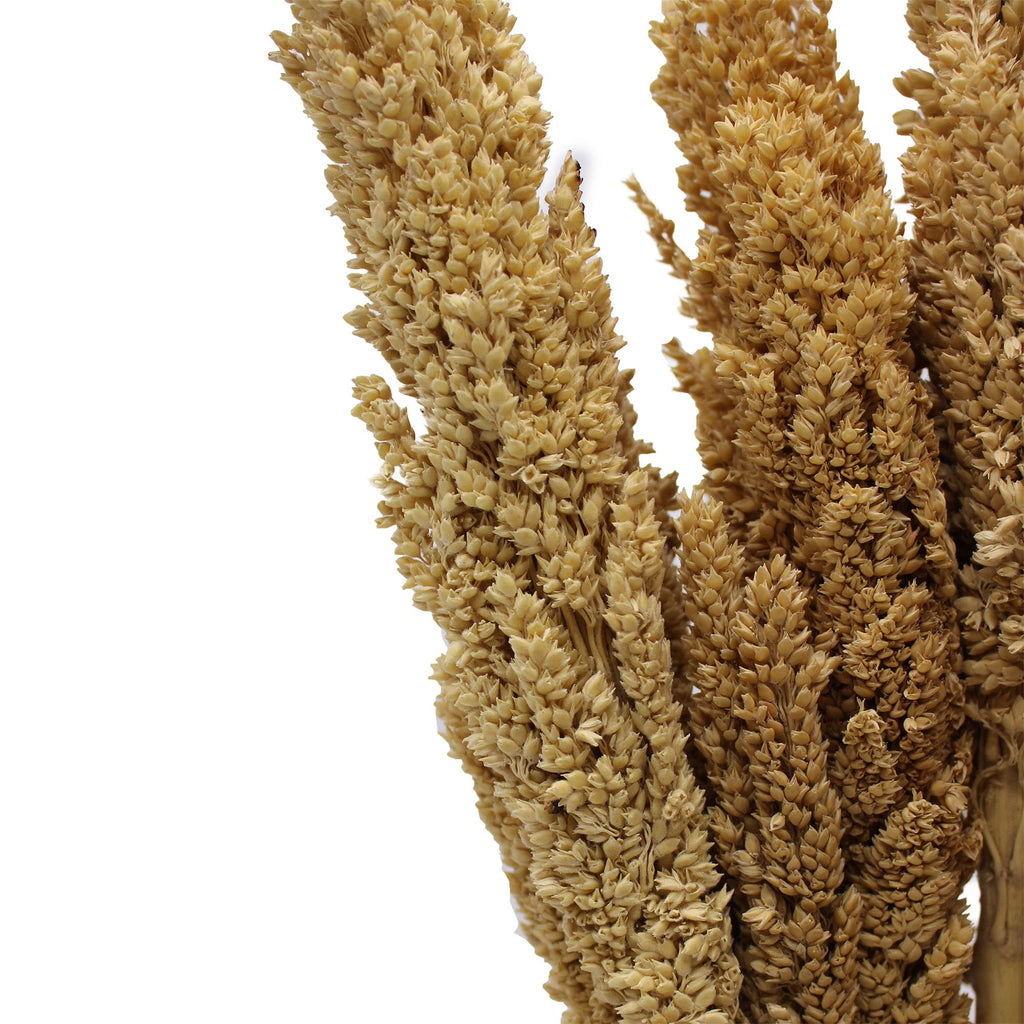 Cantal Grass Bunch - Natural (Set of 6)