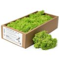 Preserved Reindeer Moss - Light Grass Green - 635 g Box
