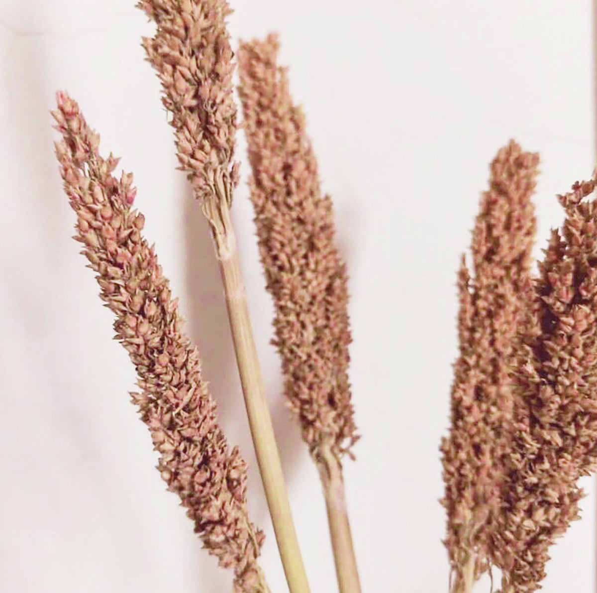 Cantal Grass Bunch - Rust (Set of 6)