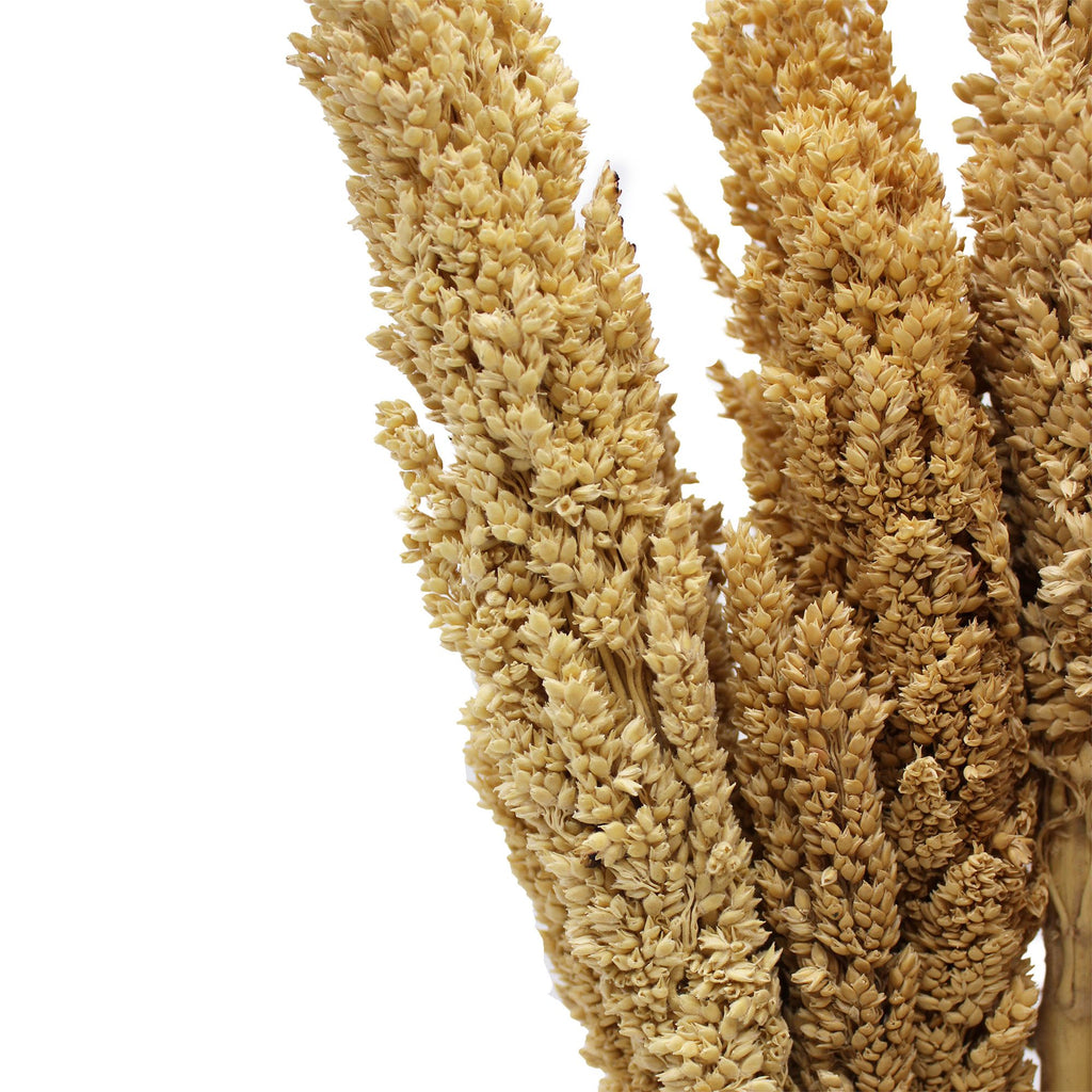 Cantal Grass Bunch - Natural (Set of 6) – view 10