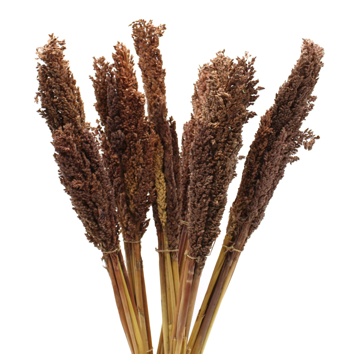 Cantal Grass Bunch - Chocolate (Set of 6) – view 5
