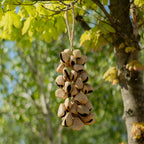 Medium Pangi Seed Shell Shaker - String of 30 Natural Shells – view 6