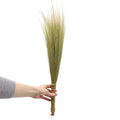Pampas Broom Set of 4 - Natural