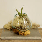 Molten Glass Bowl on Wood - Small – view 8