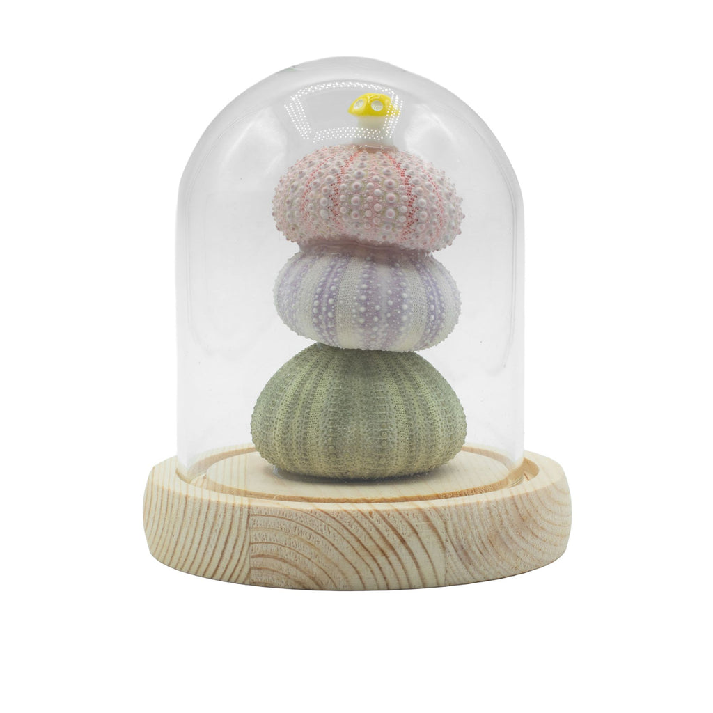 Floral Glow Dome - 3 Sea Urchins, LED USB