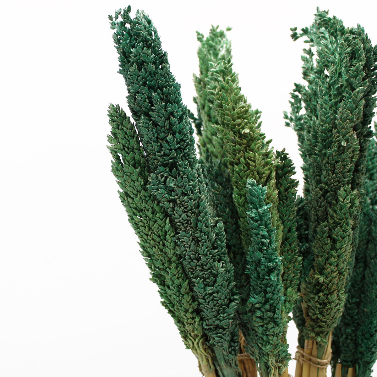 Cantal Grass Bunch - Teal (Set of 6)