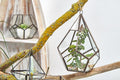 Glass Terrarium, Large Pyramid