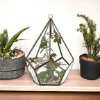 Glass Terrarium, Large Pyramid – view 5