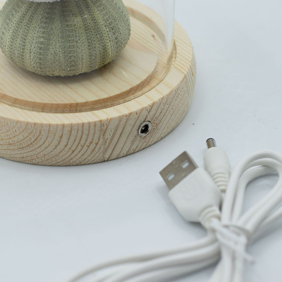 Floral Glow Dome - 3 Sea Urchins, LED USB – view 4