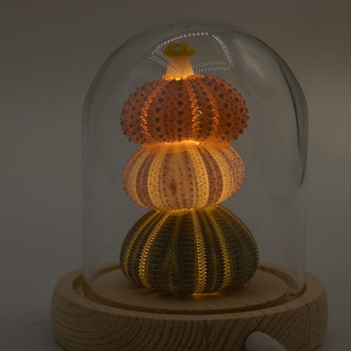 Floral Glow Dome - 3 Sea Urchins, LED USB – view 6