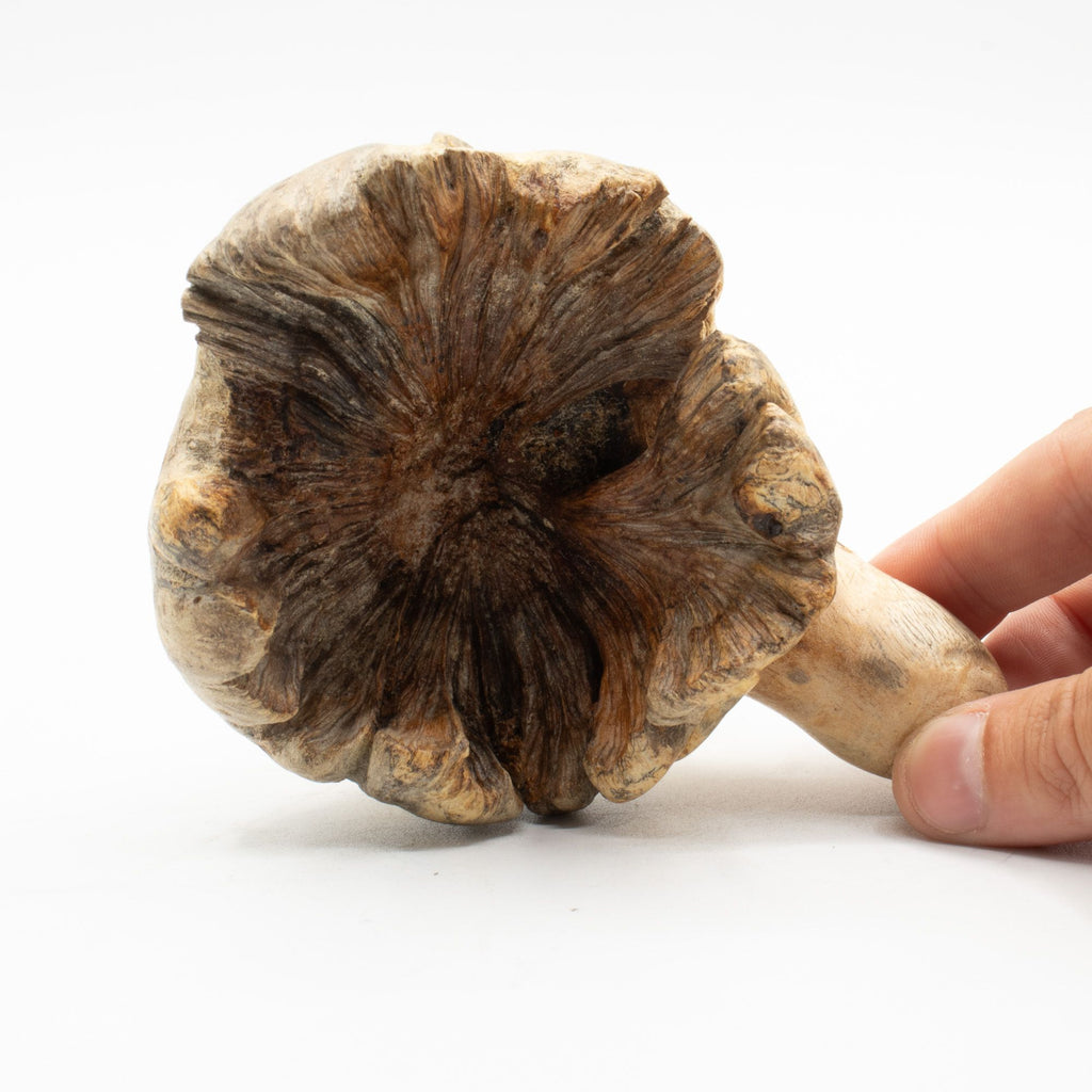 Parasite Wood Carving - Ocean Octopus – view 3