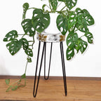 Albasia Wood Plant Stand - Whitewash – view 4