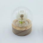 Floral Glow Dome - 1 Dandelion, LED Battery – view 3