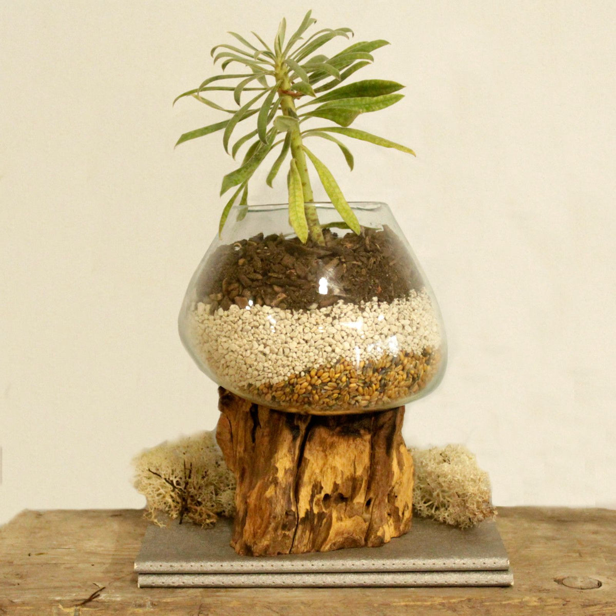 Molten Glass Bowl on Wood - Large – view 2